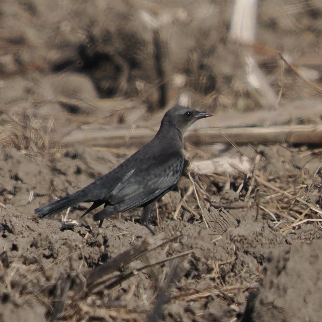 Brewer's Blackbird - ML644556891