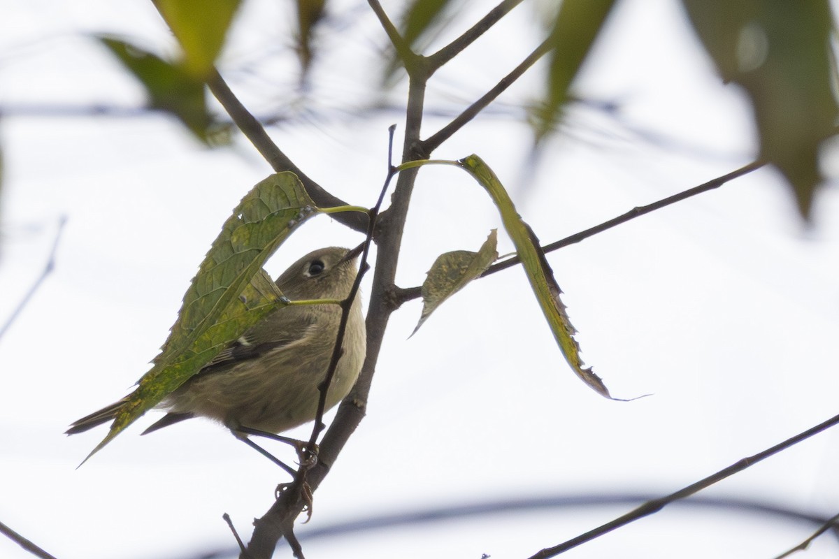 Золотомушка рубіновочуба - ML644556892