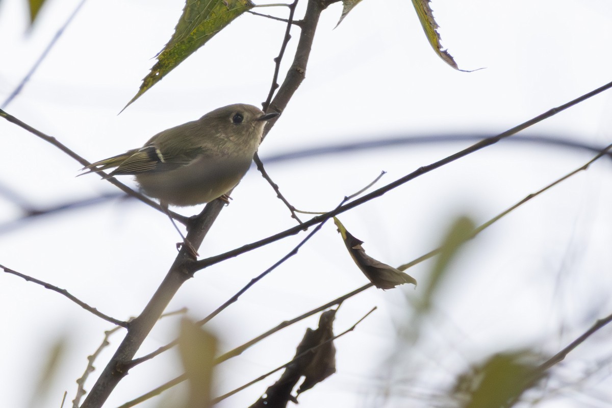 Золотомушка рубіновочуба - ML644556893