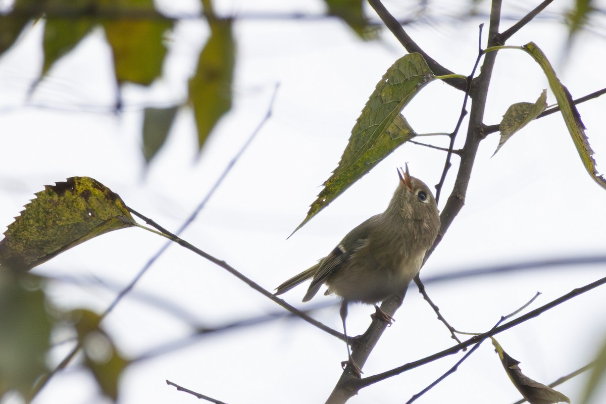 Золотомушка рубіновочуба - ML644556894