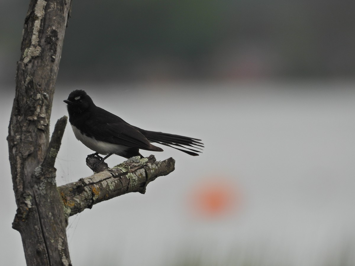 Willie-wagtail - ML644556896