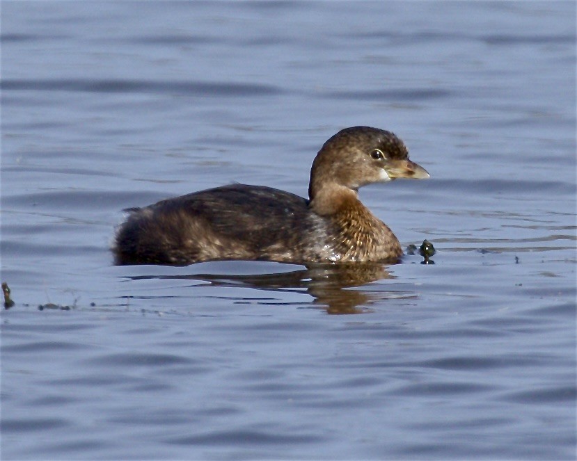 ringnebbdykker - ML644556906