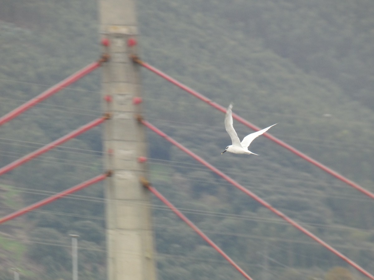 Sterne caugek - ML644556910