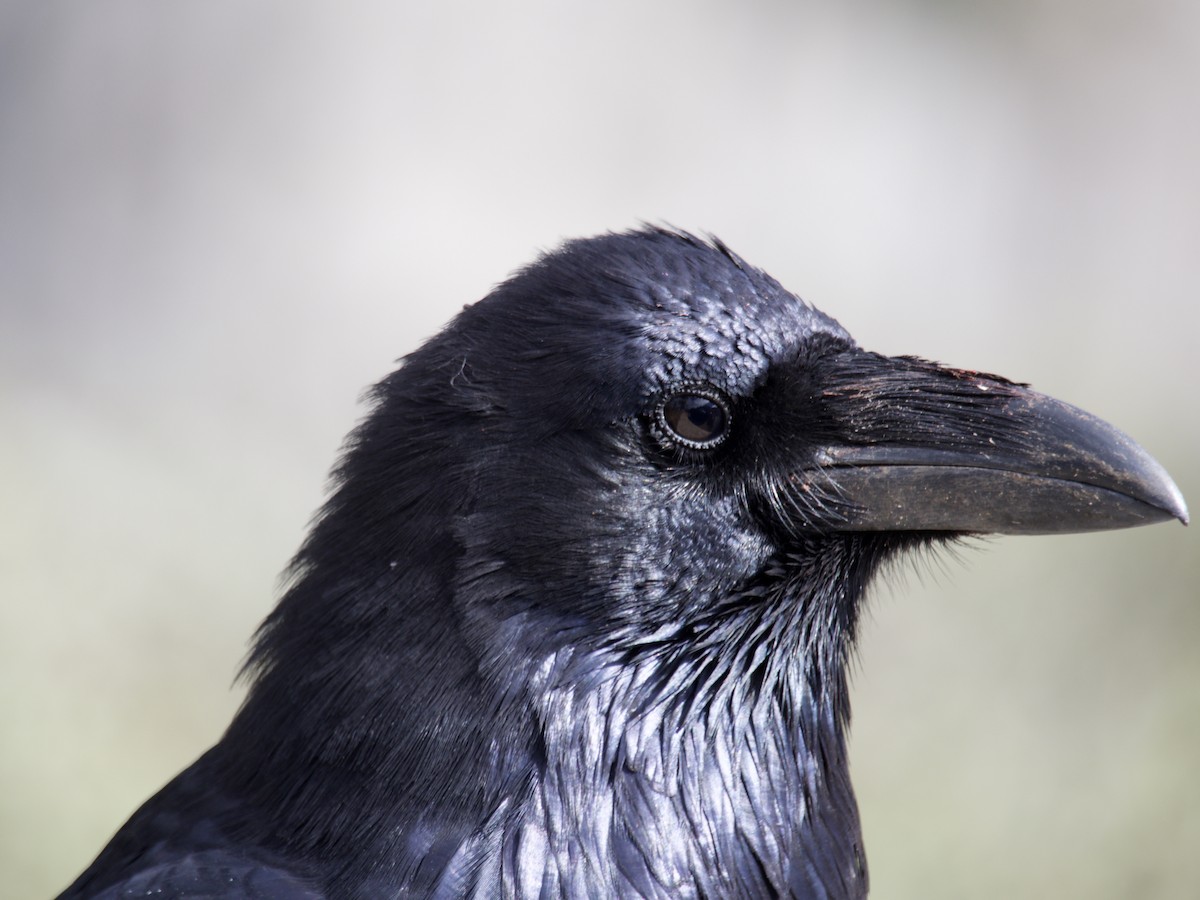 Common Raven - ML644556920