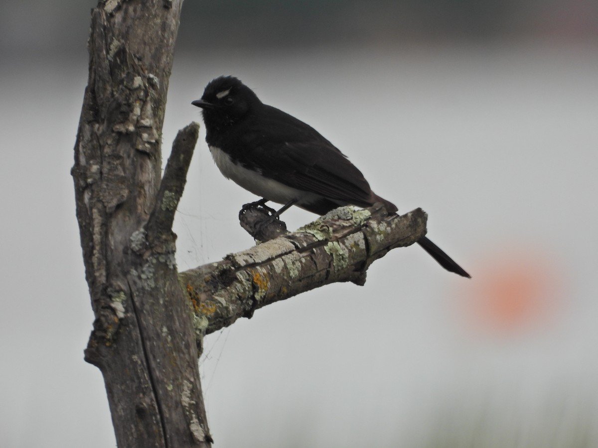 Willie-wagtail - ML644556921