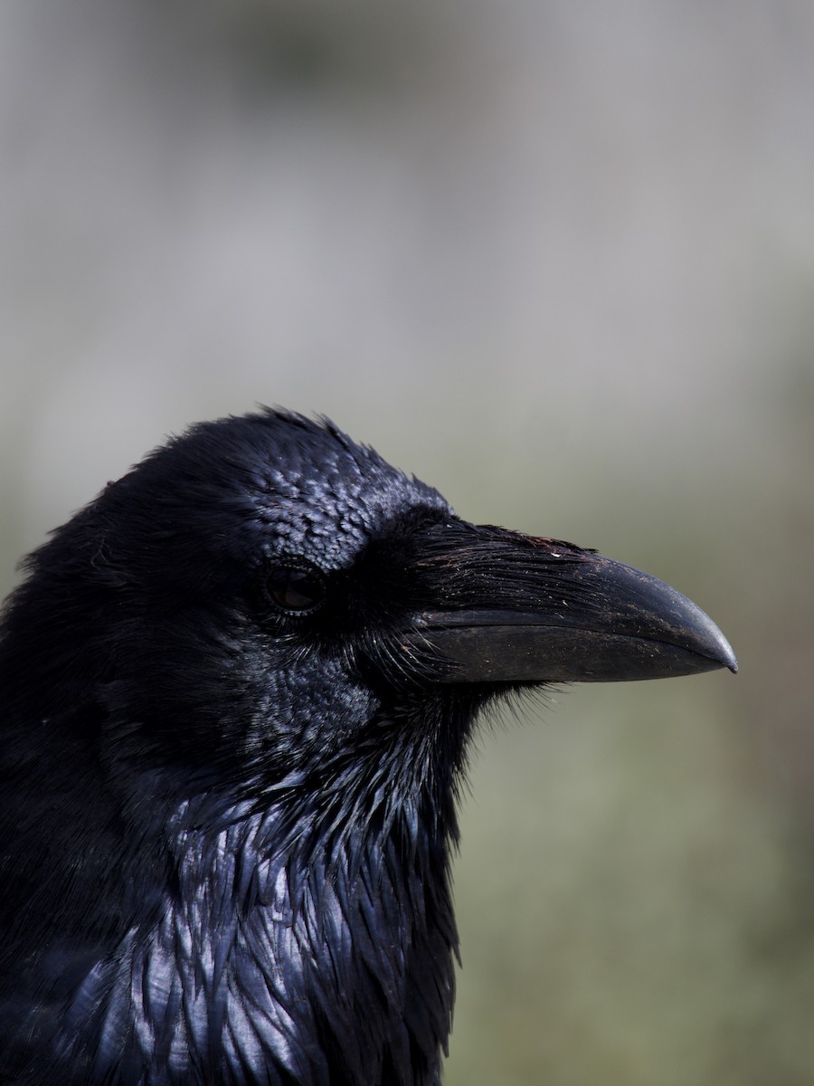 Common Raven - ML644556926