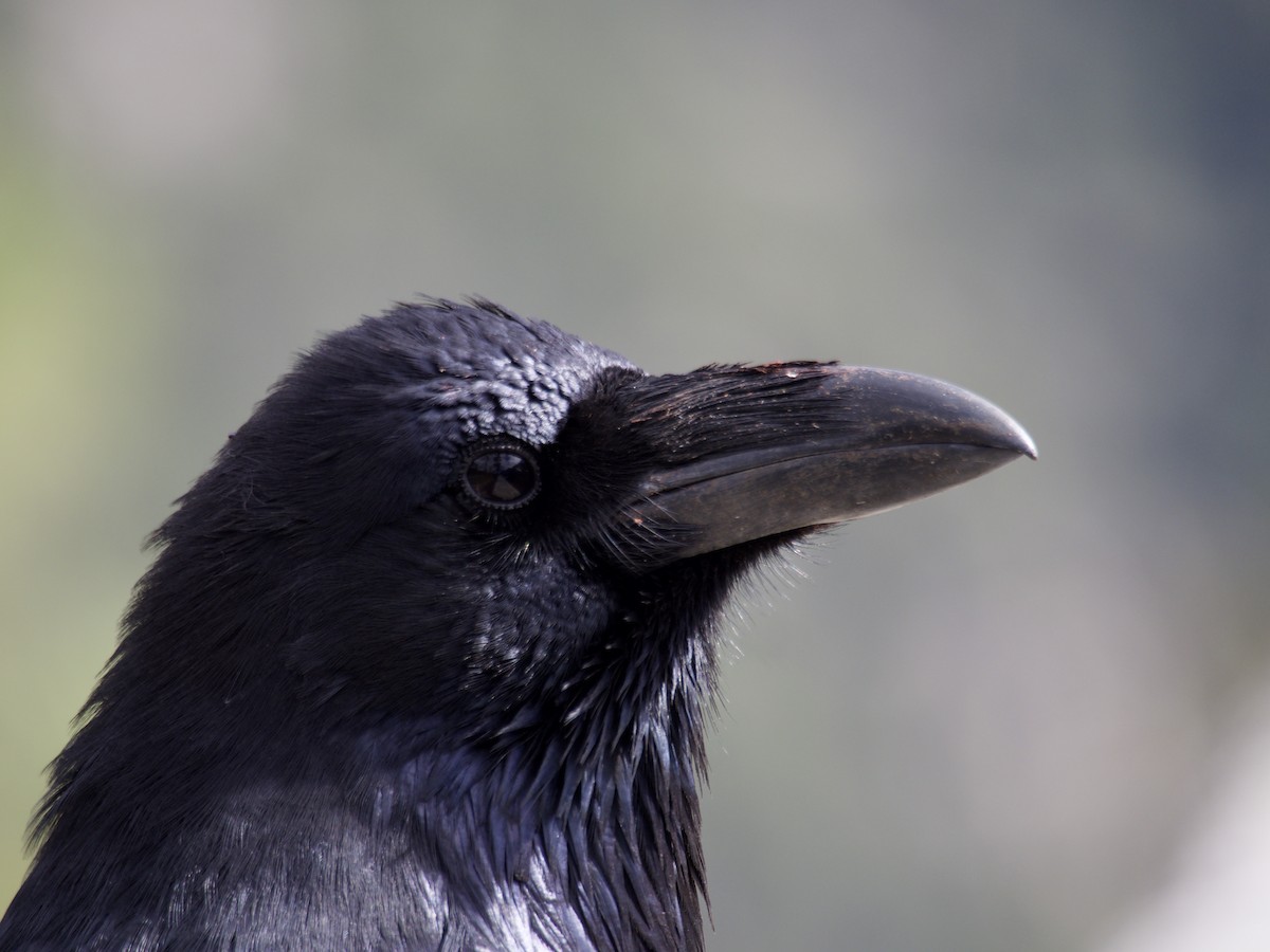 Common Raven - ML644556928