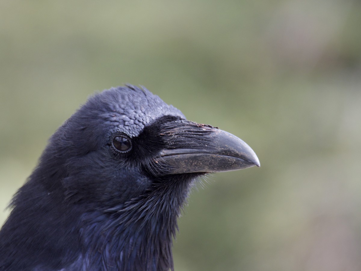 Common Raven - ML644556930