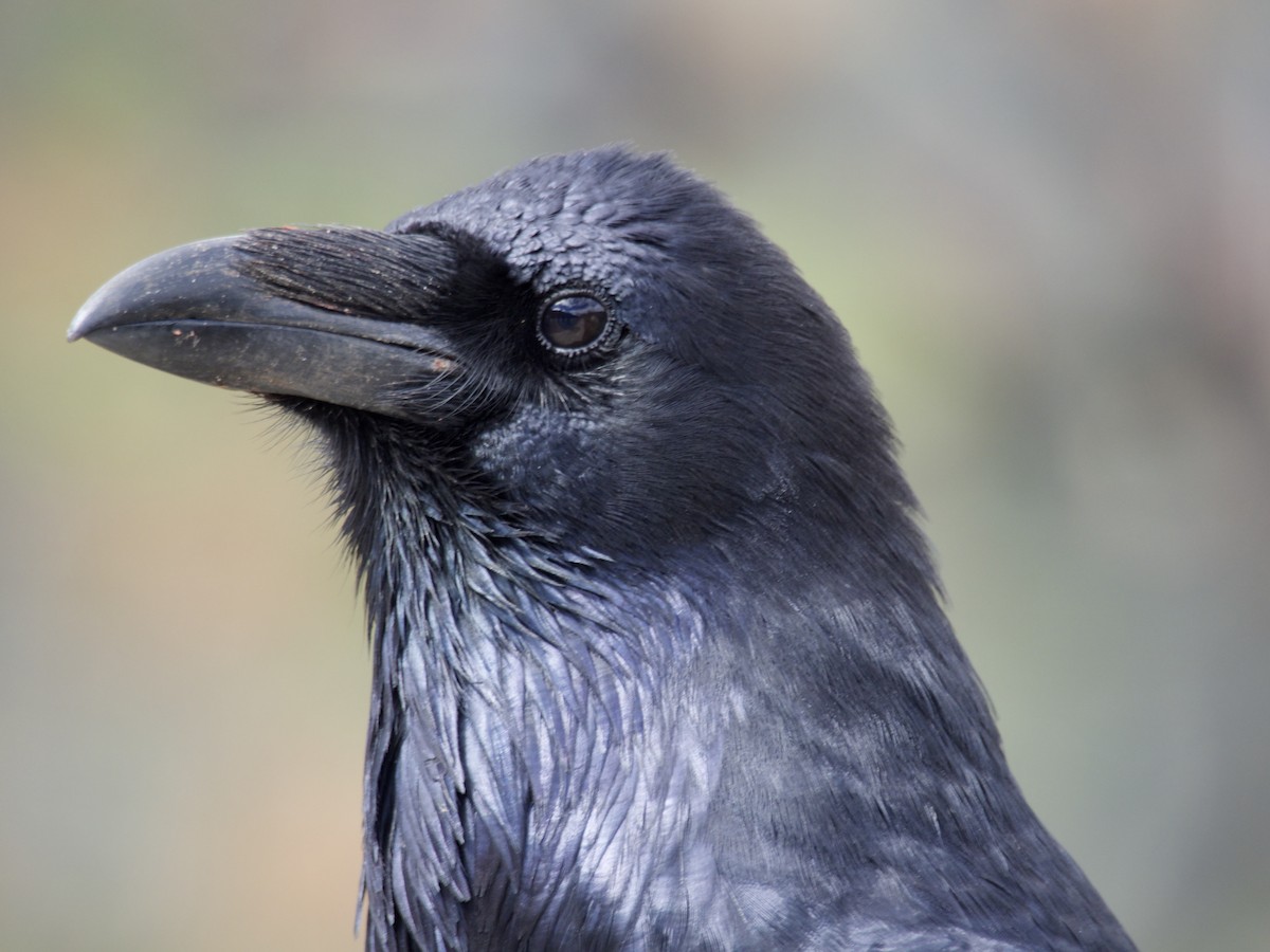 Common Raven - ML644556931
