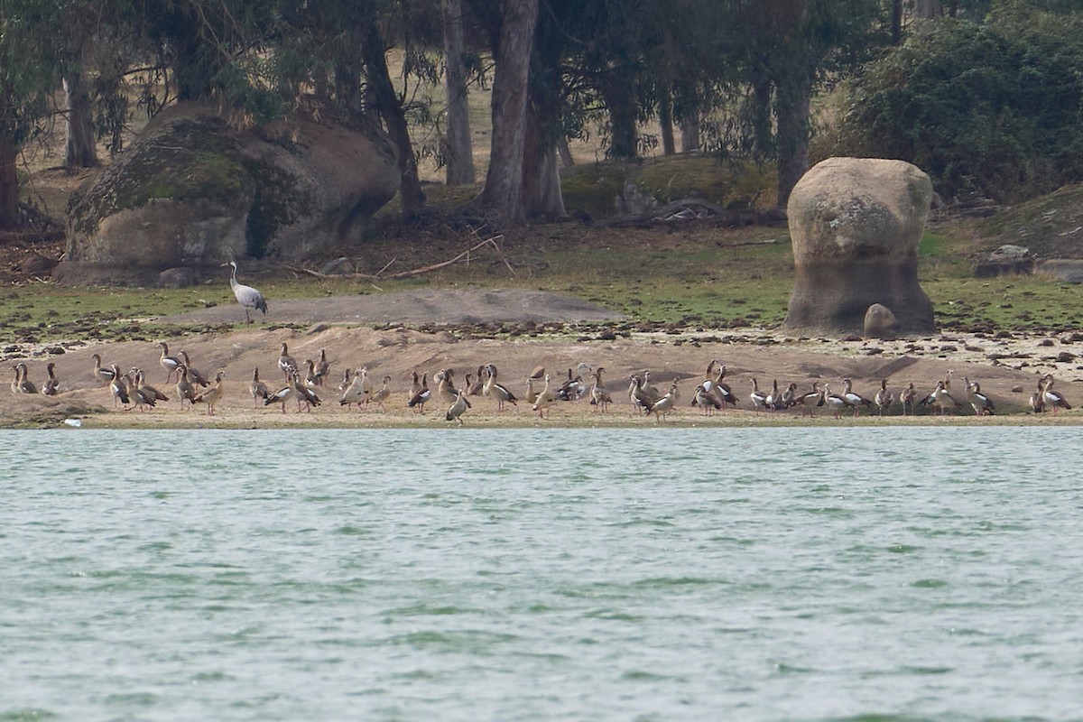 Flamenko handia - ML644556933