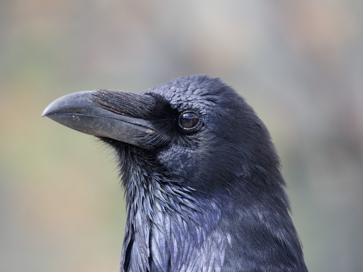 Common Raven - ML644556934