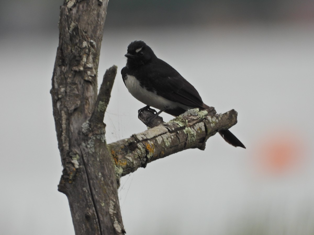 Willie-wagtail - ML644556938