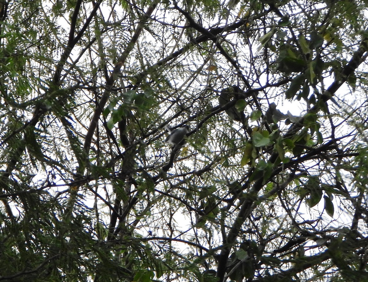 krattmyggsmett - ML644556941