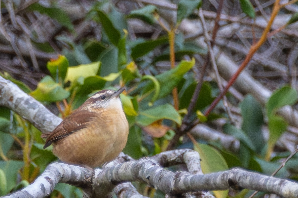 Carolina Wren - ML644556947
