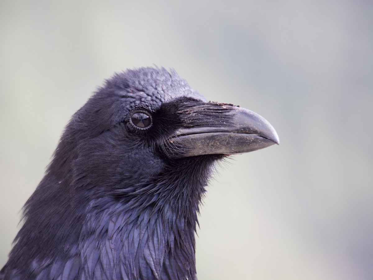 Common Raven - ML644556950