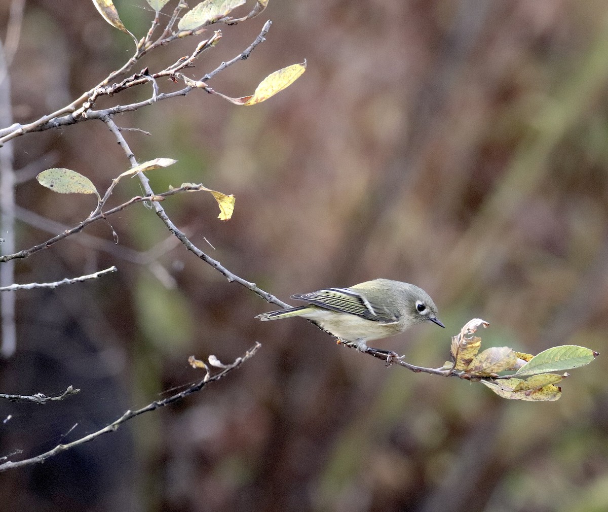 Золотомушка рубіновочуба - ML644556954