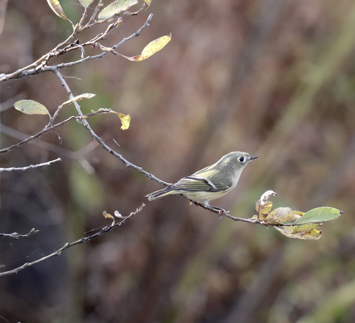 Золотомушка рубіновочуба - ML644556955