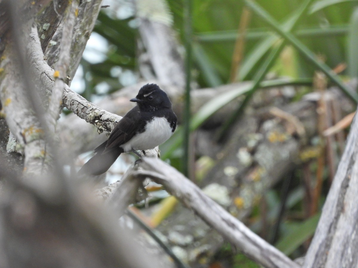 Willie-wagtail - ML644556963