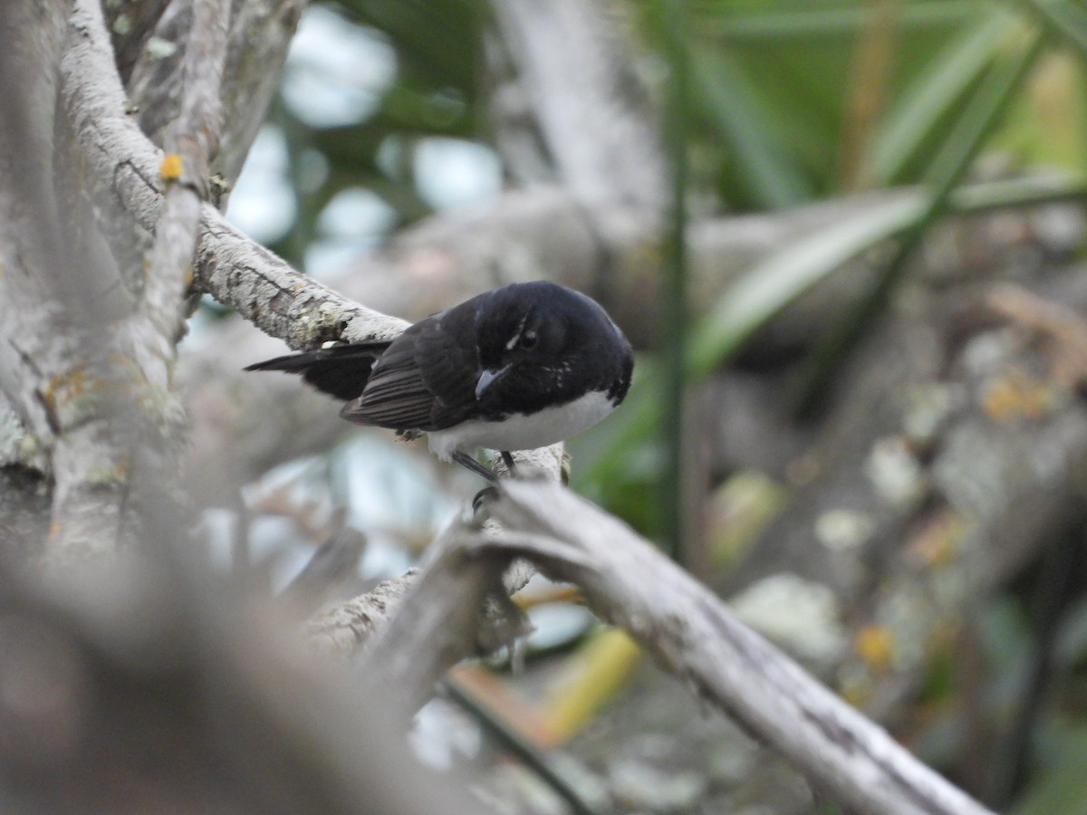 Willie-wagtail - ML644556982