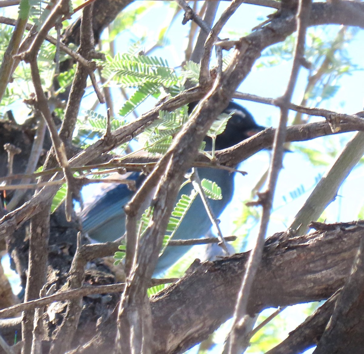 Steller's Jay - ML644556989