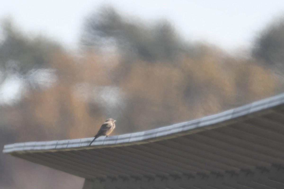 チャイロツキヒメハエトリ - ML644556990