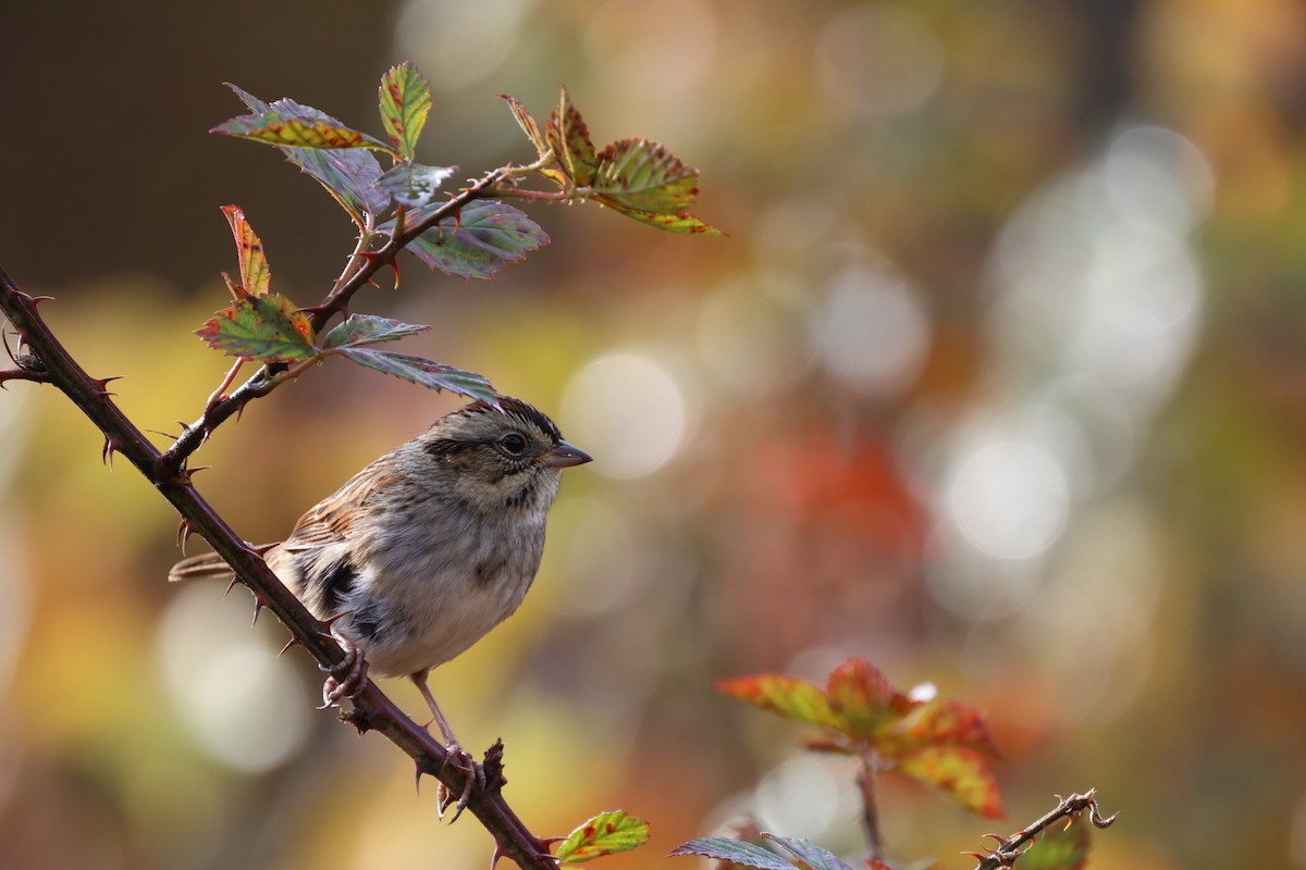 Swamp Sparrow - ML644557002