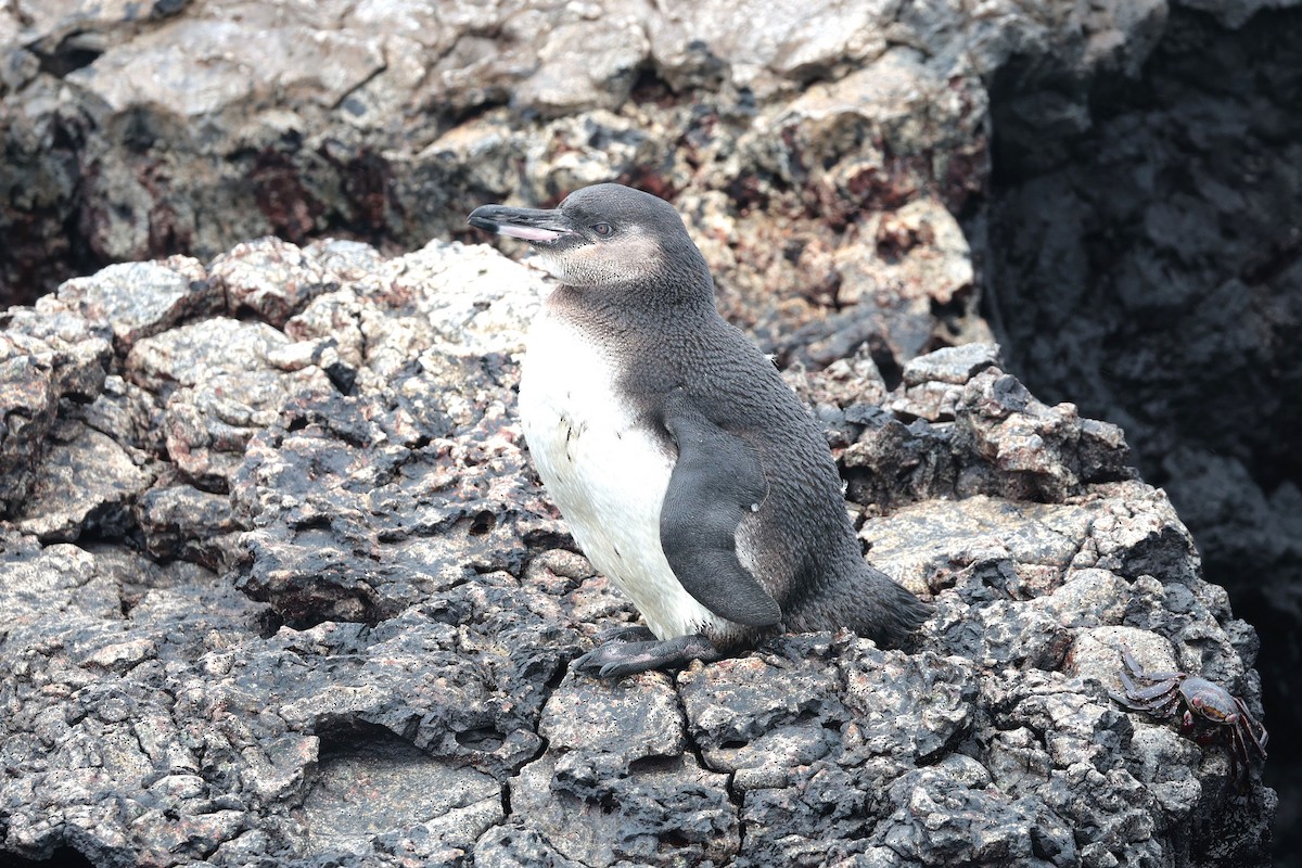 ガラパゴスペンギン - ML644557003