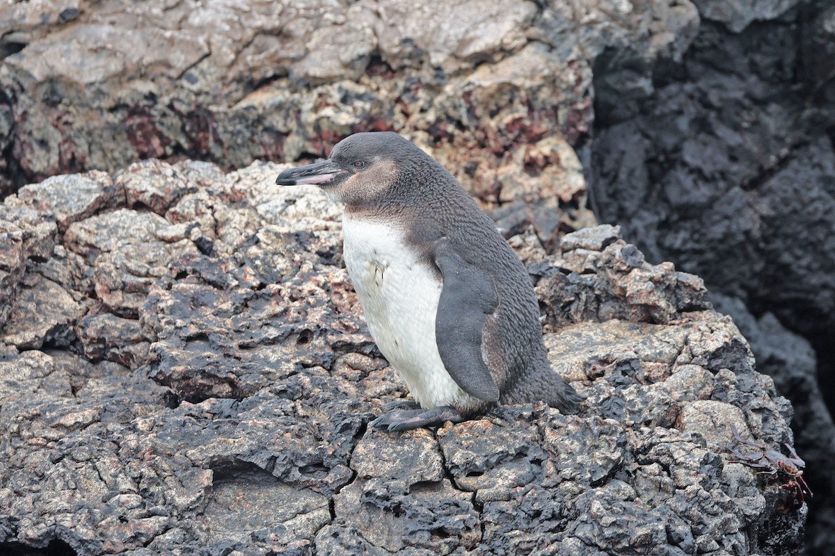 ガラパゴスペンギン - ML644557004