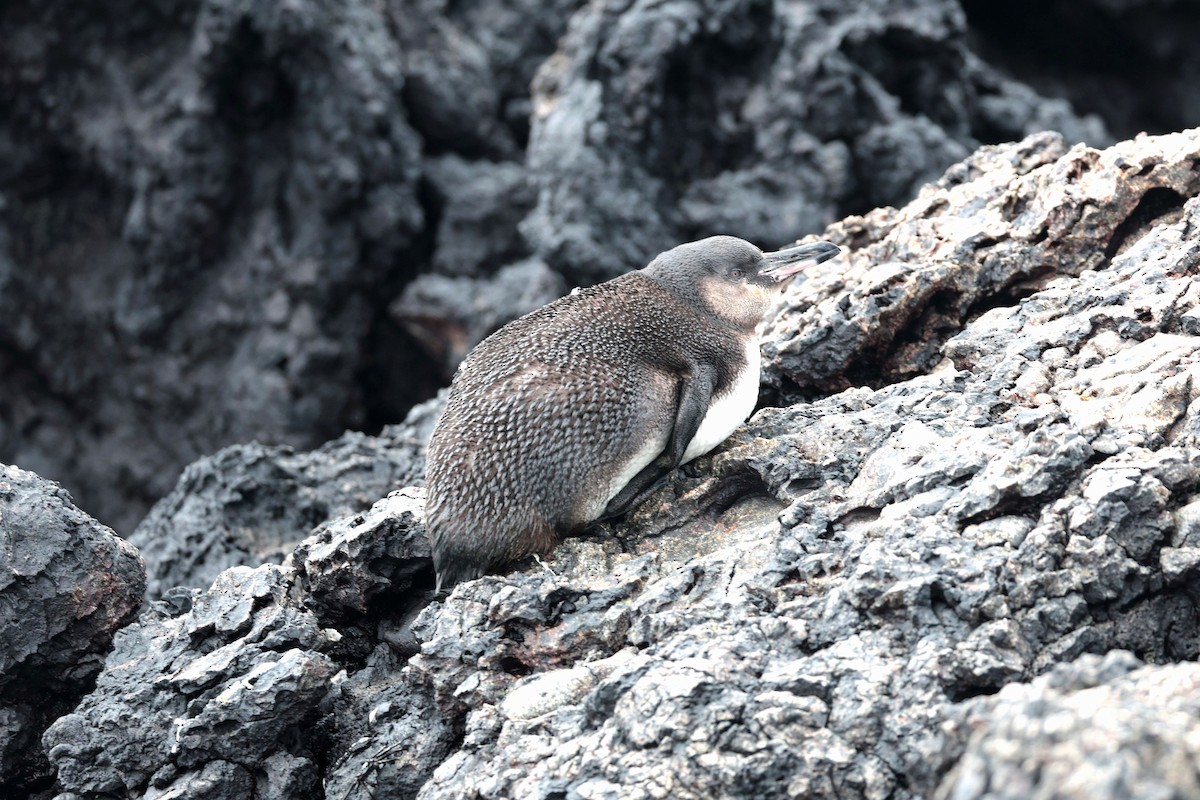 ガラパゴスペンギン - ML644557005