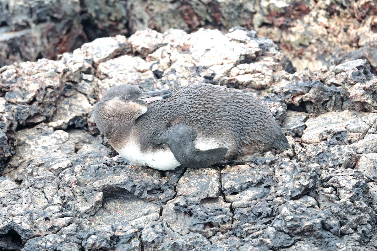 ガラパゴスペンギン - ML644557006