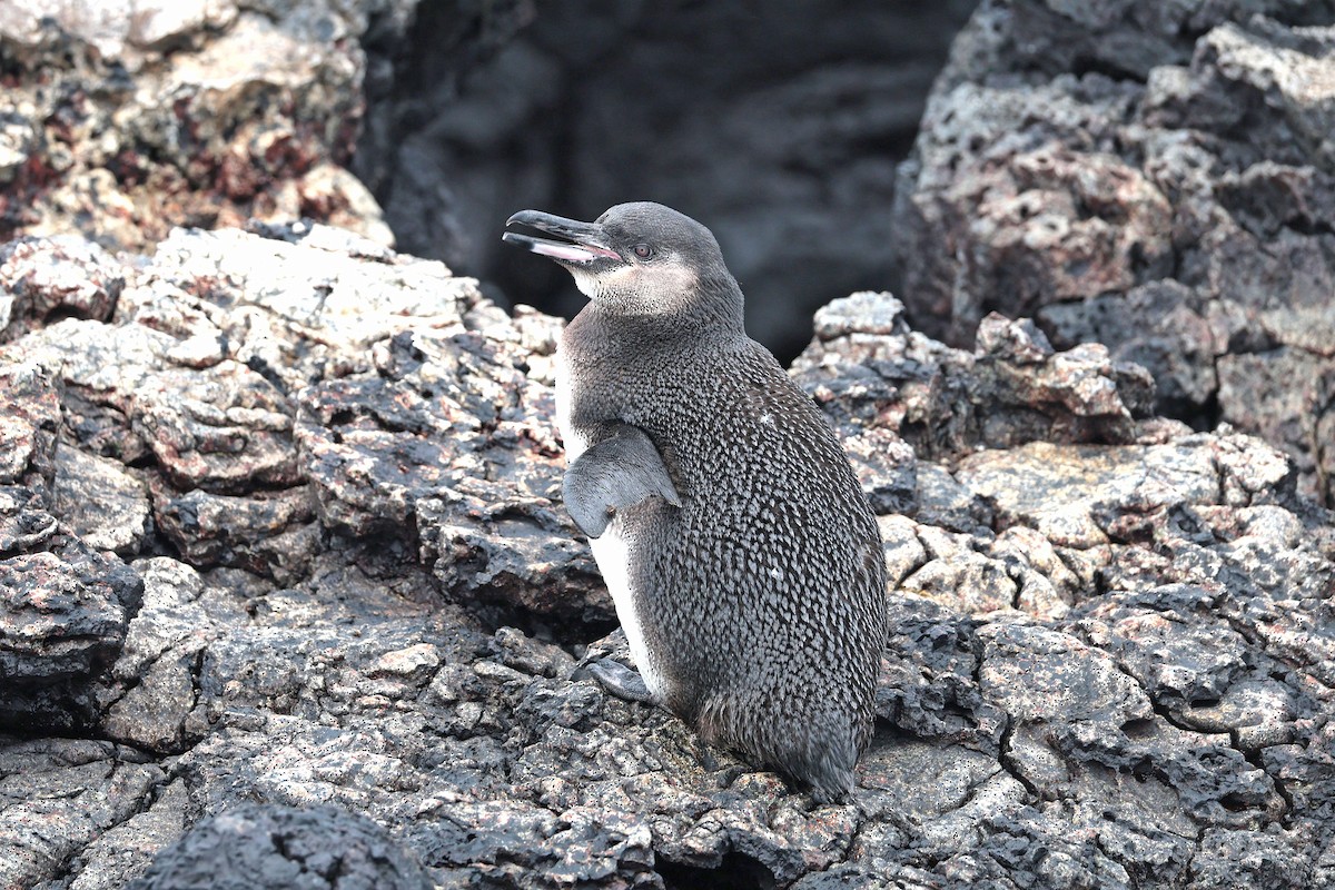ガラパゴスペンギン - ML644557007