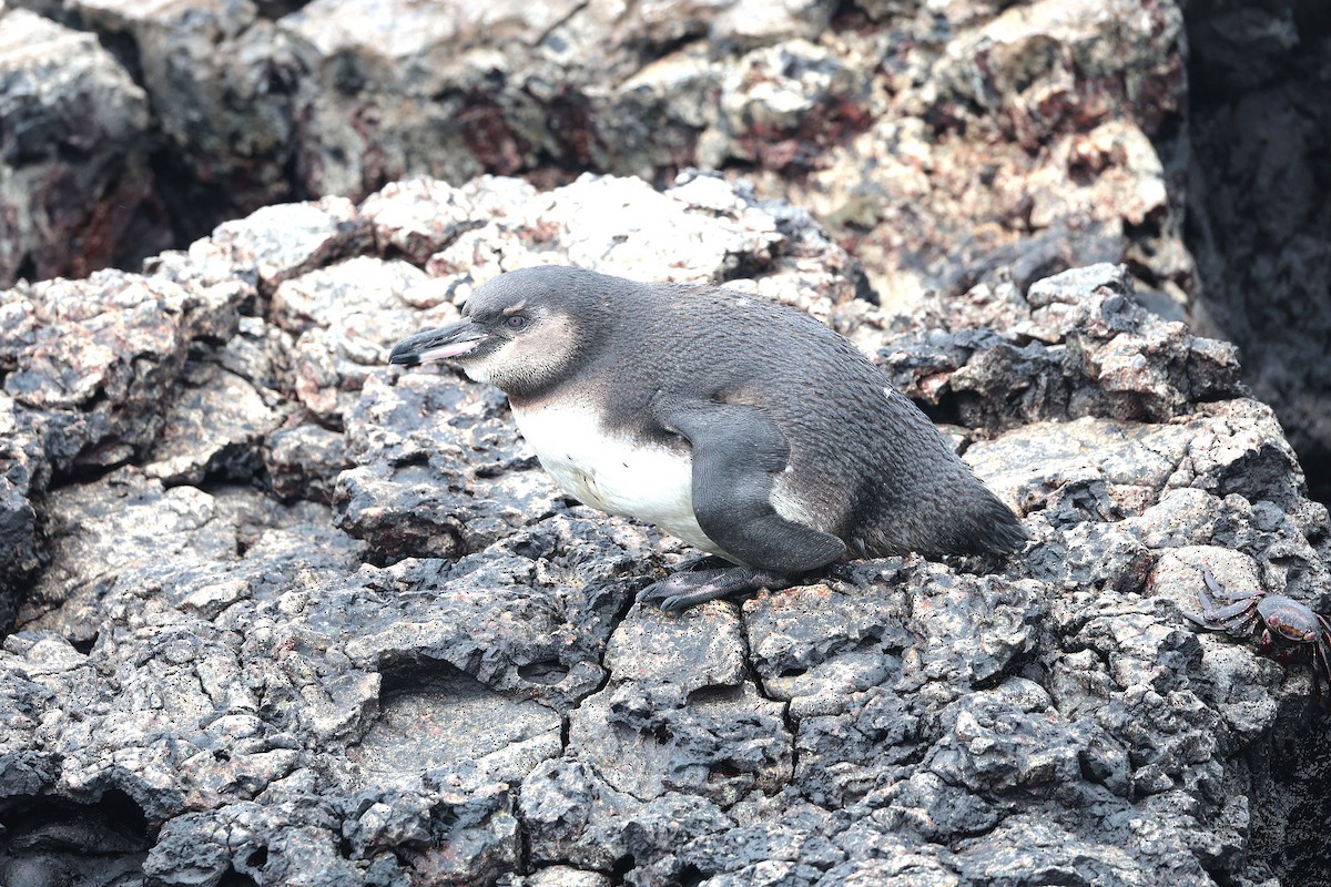 ガラパゴスペンギン - ML644557008