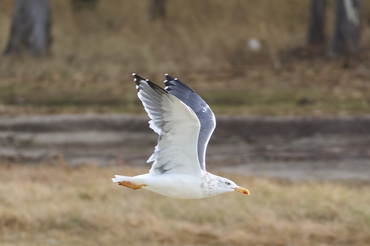 Lesser Black-backed Gull - ML644557009