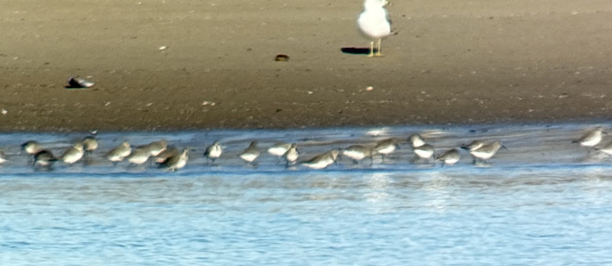 Alpenstrandläufer - ML644557010