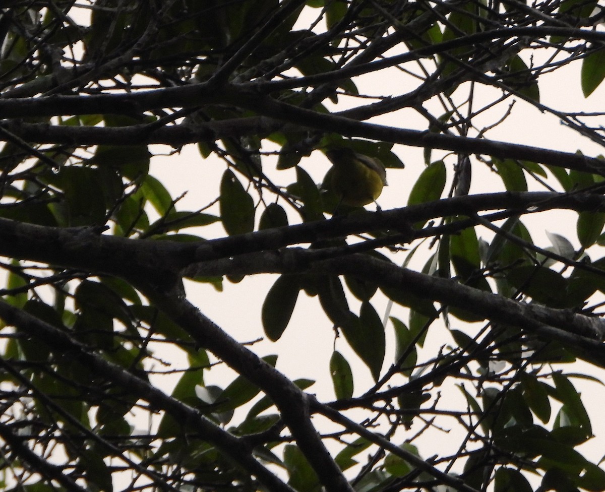 Thick-billed Euphonia - ML644557012