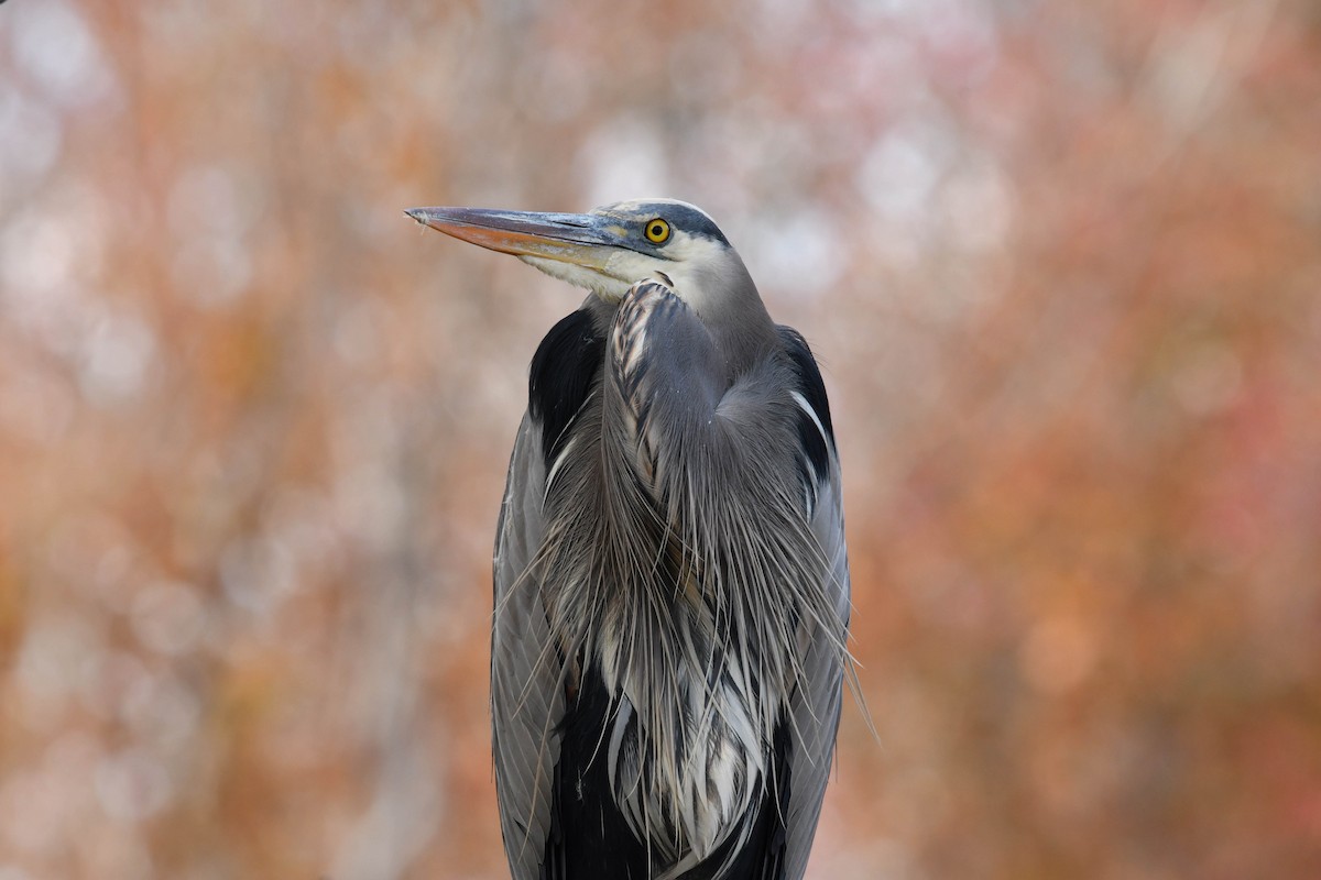 Great Blue Heron - ML644557031