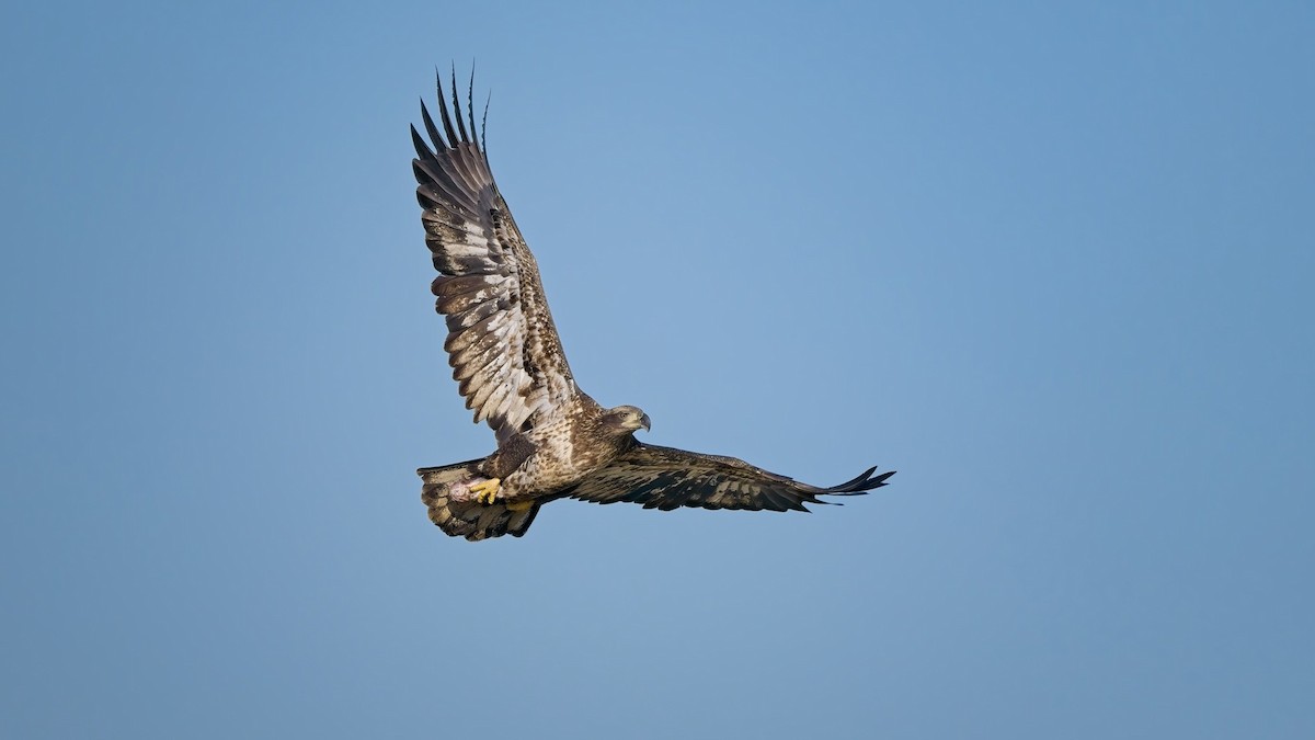 Bald Eagle - ML644557036