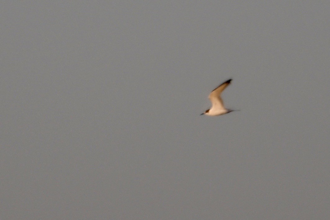 Charrán de Forster - ML644557037