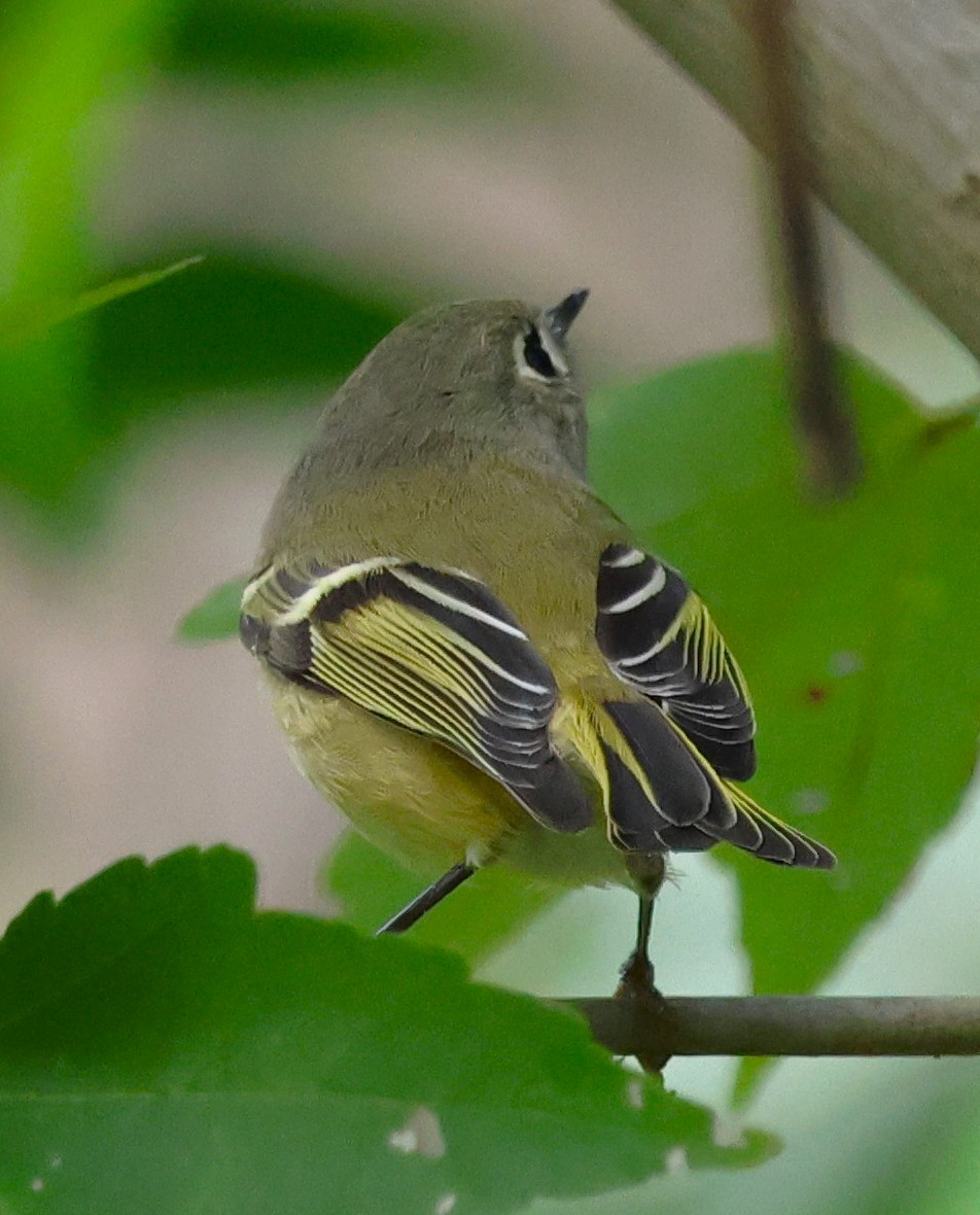 Золотомушка рубіновочуба - ML644557041