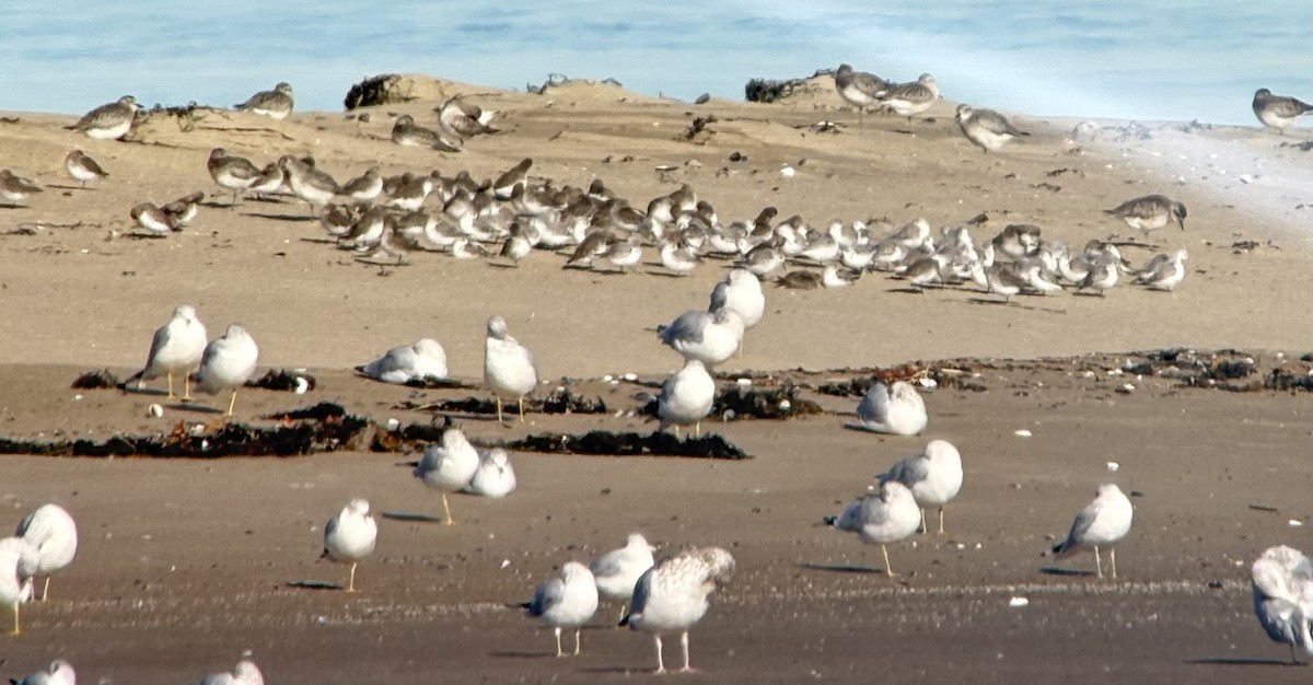 Ak Kumkuşu - ML644557048