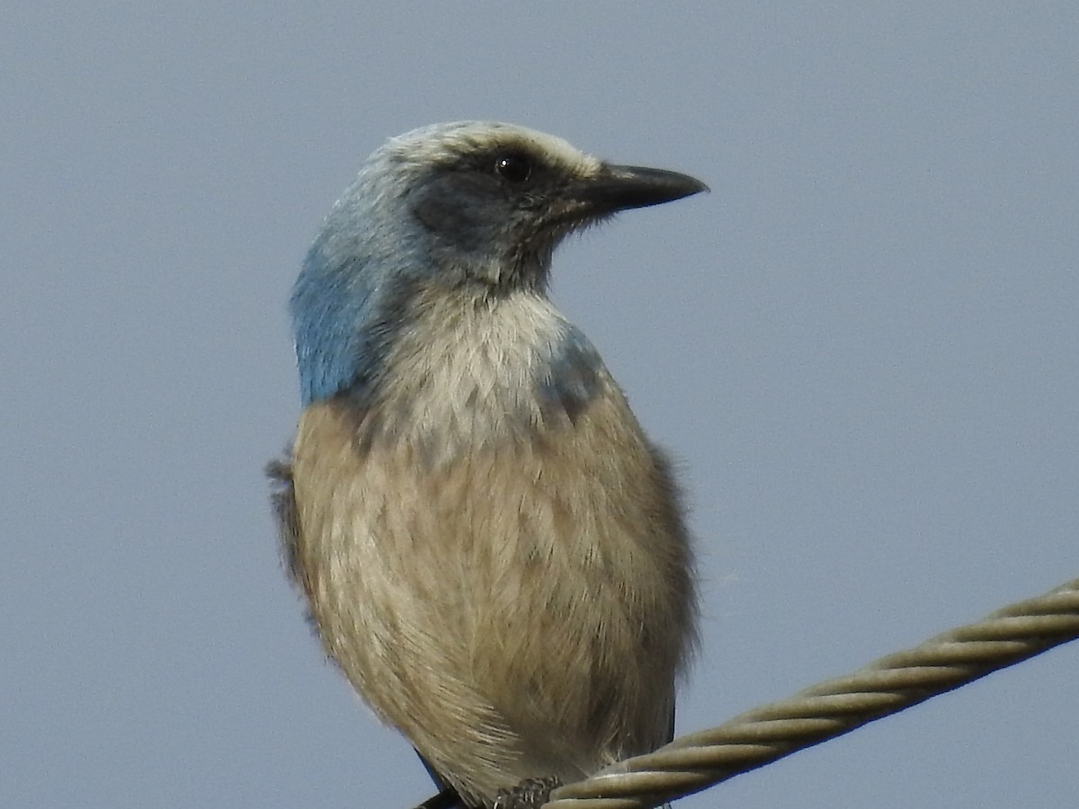 Florida Scrub-Jay - ML644557060
