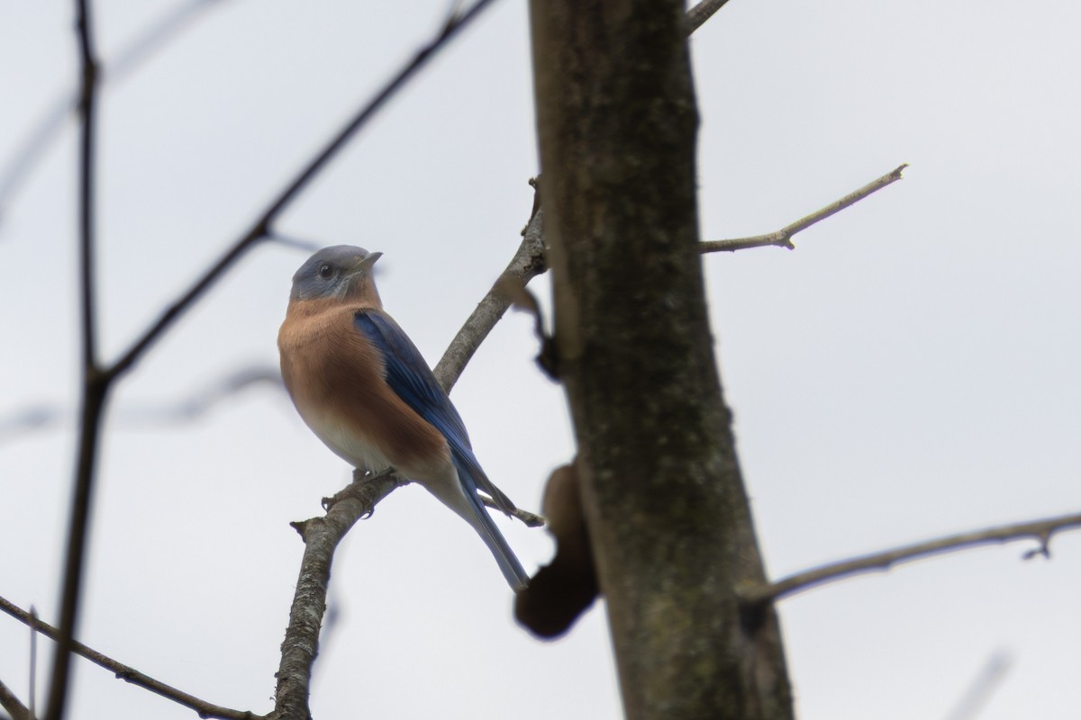 Eastern Bluebird - ML644557067