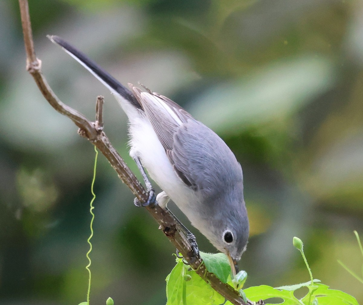 Blue-gray Gnatcatcher - ML644557069
