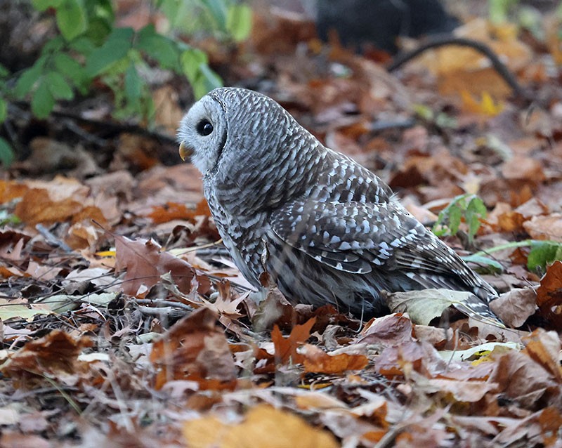 Barred Owl - ML644557072