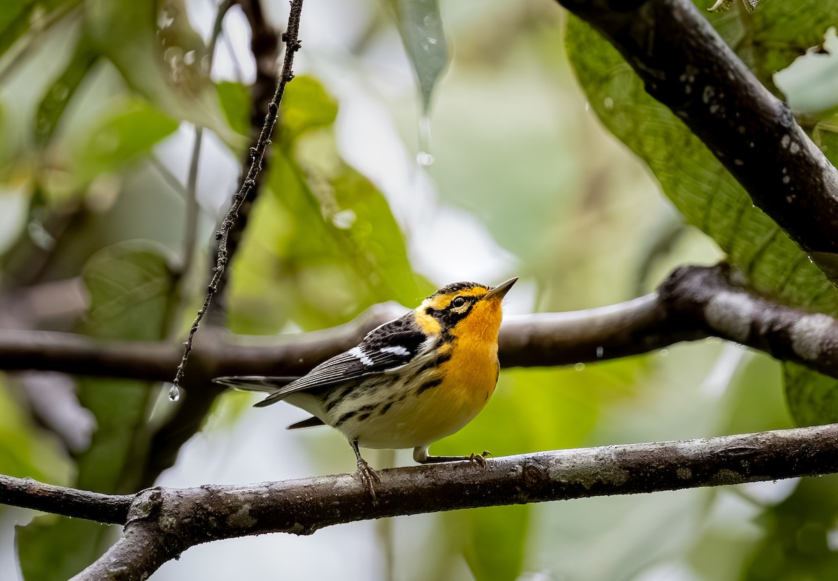 lesňáček jedlovcový - ML644557073