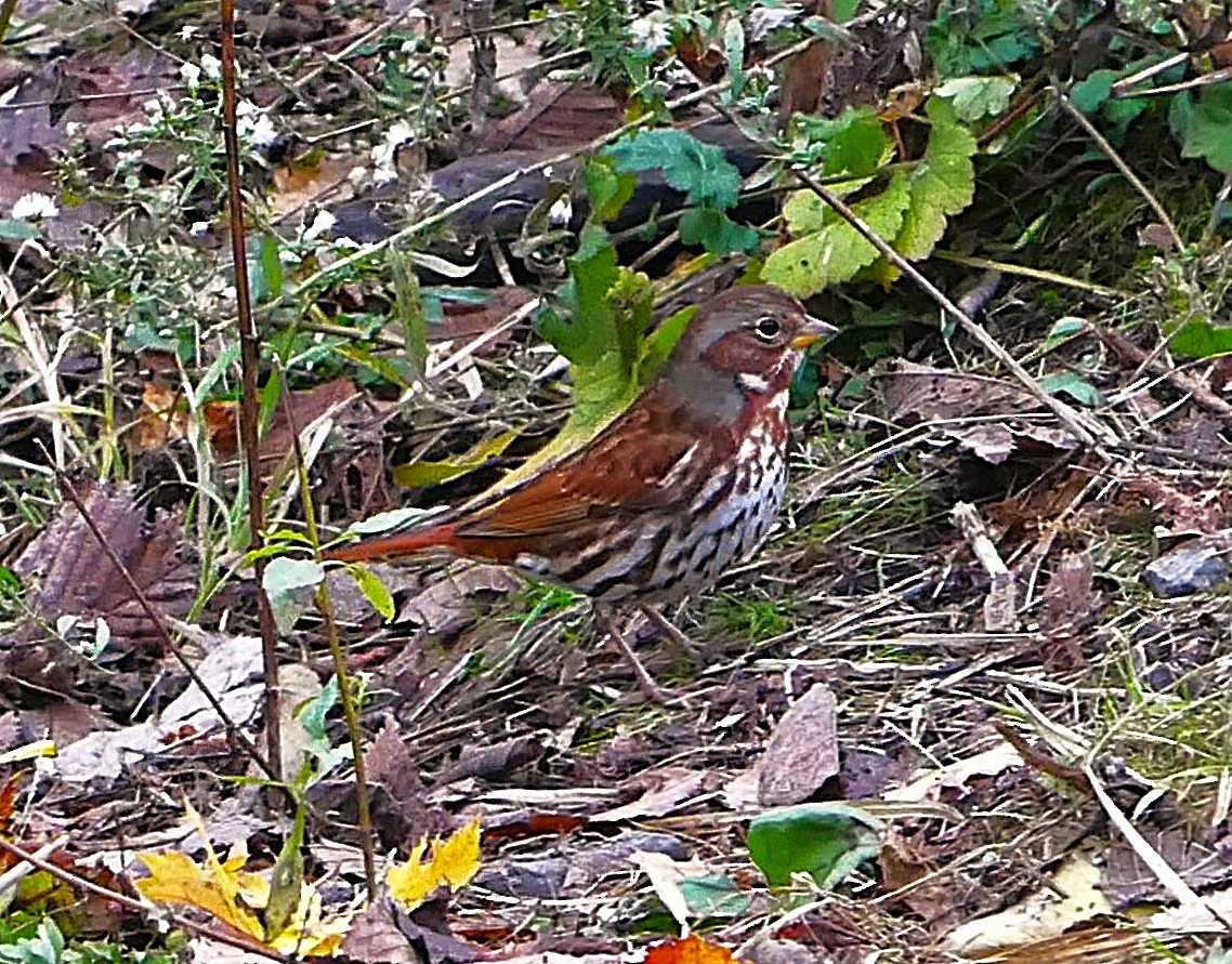 Fox Sparrow - ML644557074