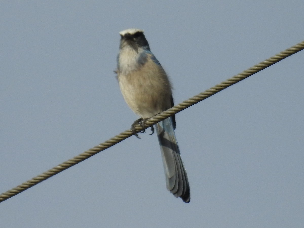 Florida Scrub-Jay - ML644557077