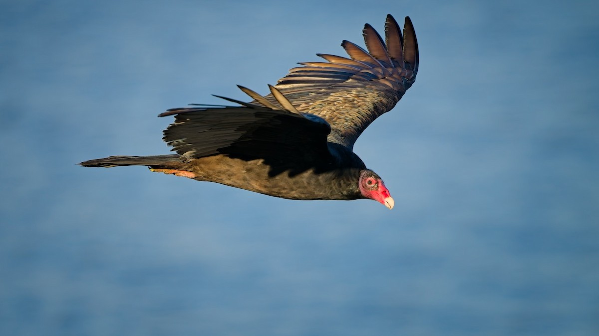 Turkey Vulture - ML644557089