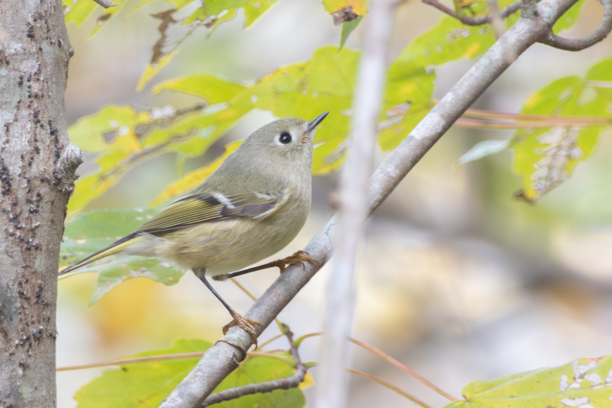 Золотомушка рубіновочуба - ML644557093