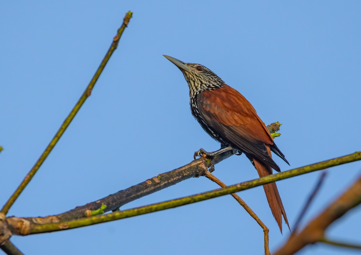Point-tailed Palmcreeper - ML644557095